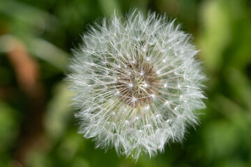 Seed head of a dandelion on a lawn