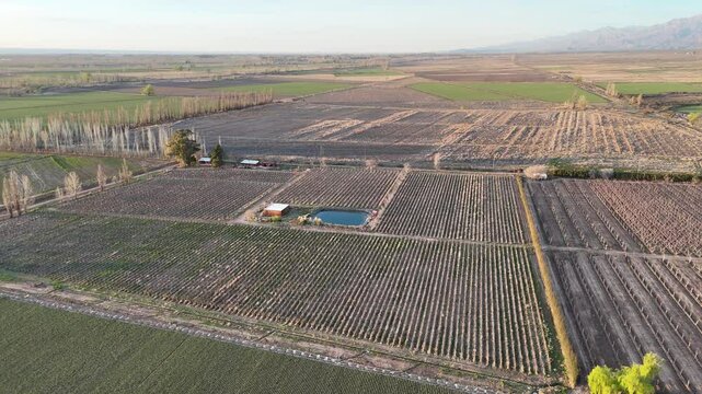 aerial view of garlic plantations with water reservoir