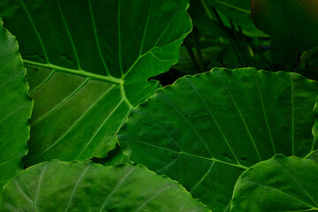 Full frame shot of elephant ear leaf background