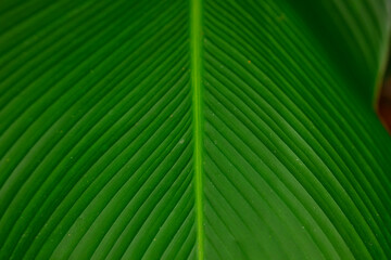 Full frame shot of green leaf pattern texture