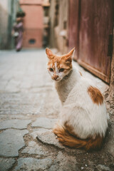 Cat in Marrakesh with honey eyes
