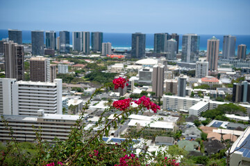 Fototapeta premium Red Bougainvillea overlooking downtown Honolulu Hawaii and Waiki