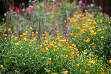 California wildflowers including caledula, chamomile, and poppie