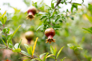 Small young red pomegranate fruit on tree