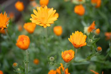 Fototapeta premium Calendula opening up in a local homegrown garden