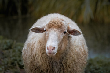 Close-up a dutch heather sheep