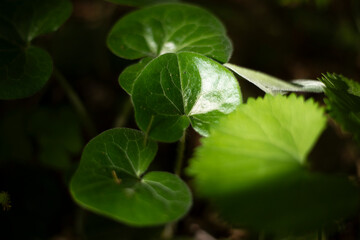 Plants in the forest. Nature in the summer.