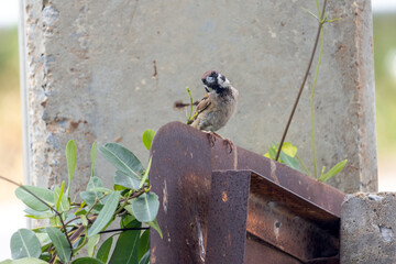 A curious sparrow watches the surroundings in an industrial zone