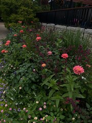 flowers in the garden