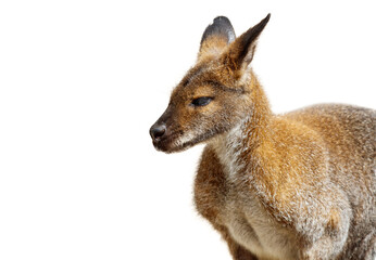 Kangaroo isolated on white background