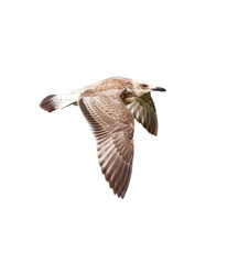 Seagull in flight isolated on white background
