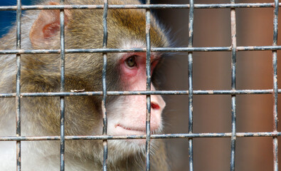 Portrait of a monkey behind a metal fence in a zoo