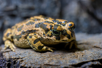 エジプトミドリヒキガエル