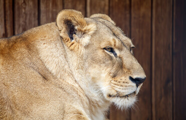 Portrait of a lioness in nature