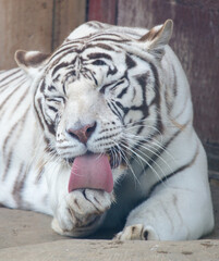 An albino tiger licks its paw