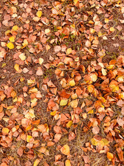 Leaves from a tree on the ground in autumn