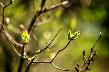 Natura 