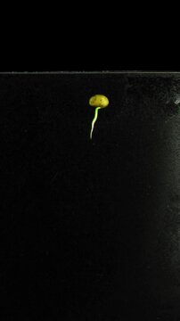 Time lapse of soybeans germinating and growing in rhizobox