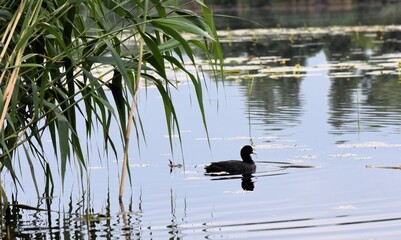 black coot duck on the lake