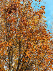 Leaves on a maple tree in autumn