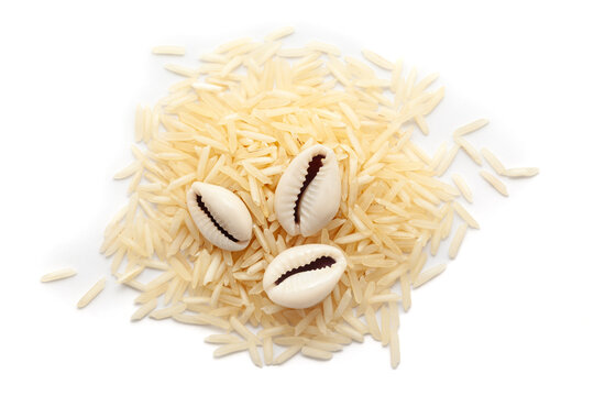 Top view of Cowries (Cypraea chinensis) placed over a pile of rice, isolated on a white background.