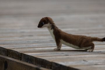 Cute animal. Least Weasel. Nature background. 