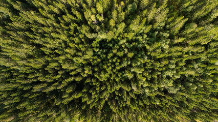 Aerial view of colourful forest and woodlands in autumn in Lofoten, Norway.