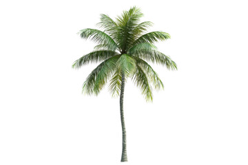 Obraz premium Lush green palm tree isolated on a transparent background. representing tropical vibes and exotic nature in a high-quality stock image.
