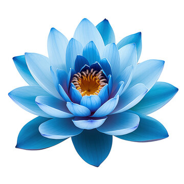 blue lotus flower transparent background