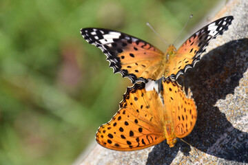 Brenthis daphne (copulation) / ヒョウモンチョウ(豹紋蝶)の交尾の様子