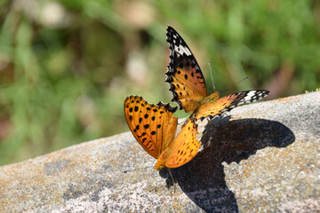 Brenthis daphne (copulation) / ヒョウモンチョウ(豹紋蝶)の交尾の様子