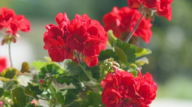 Geranium red and pink flowers. Beautiful geranium flower blooming on a terrace, outside. Nature. Slow motion. Pelargonium. Geranium Peltatum. Outdoor Garden, gardening. Slow motion. 