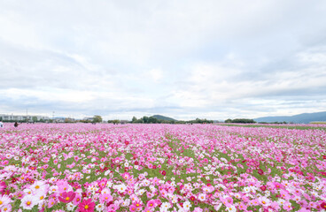 秋の花畑　秋桜
