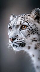  A snow leopard's intense face, closely framed, in focus Background softly blurred