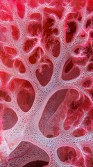 corals, corals, corals, corals, cor