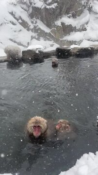 Snow monkeys of Japan 