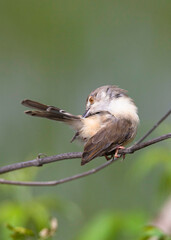 Fototapeta premium Plain prinia perching in a tree closeup shot