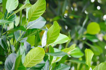 Artocarpus heterophyllus Lam, A heterophylla or jackfruit or jackfruit tree or jackfruit leaves or green leaves