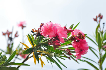 Nerium oleander, APOCYNACEAE or APOCYNOIDEAE or Nerium indicum Mill or Nerium odorum Aiton or...