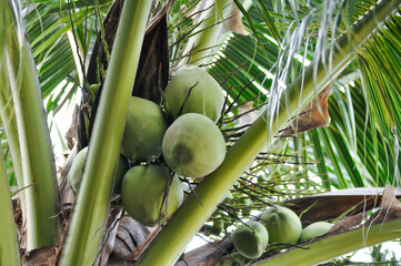 coconut tree or Cocos nucifera L , ARECACEAE and coconut seed