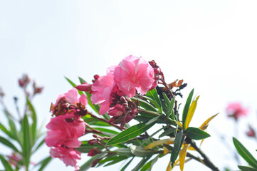 Nerium oleander, APOCYNACEAE or APOCYNOIDEAE or Nerium indicum Mill or Nerium odorum Aiton or...