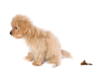 Isolated maltipoo puppy caught pooping