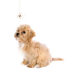 Isolated maltipoo puppy staring at a spider