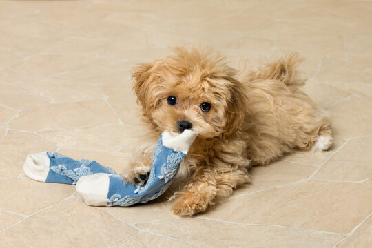 Naughty maltipoo puppy with blue sock - Powered by Adobe