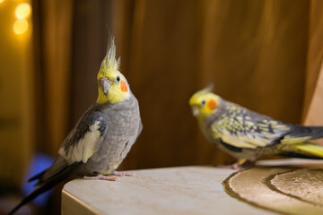 Beautiful photo of a bird. Ornithology.Funny parrot.Cockatiel parrot.
Home pet yellow...
