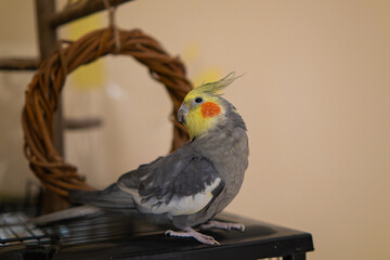 Beautiful photo of a bird. Ornithology.Funny parrot.Cockatiel parrot.
Home pet yellow bird.Beautiful feathers.Love for animals.Cute cockatiel.Home pet parrot.A bird with a crest.Natural color.
memes.