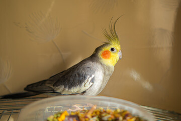 Beautiful photo of a bird. Ornithology.Funny parrot.Cockatiel parrot.
Home pet yellow...