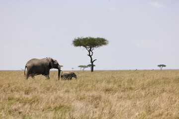 Fototapeta premium herd of elephants in the Savannah - Mother elephant matriarch with her child