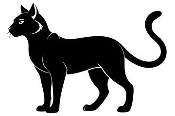 black and white cat