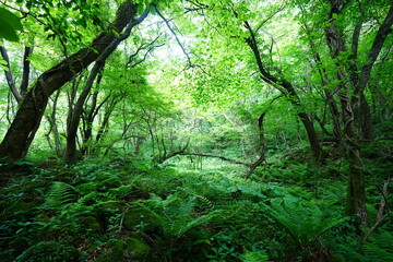 Fototapeta premium spring primeval forest with thick ferns and mossy old trees